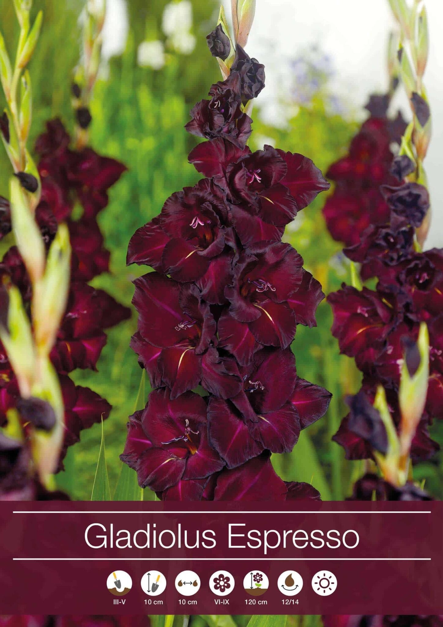 Gladiolus Espresso
