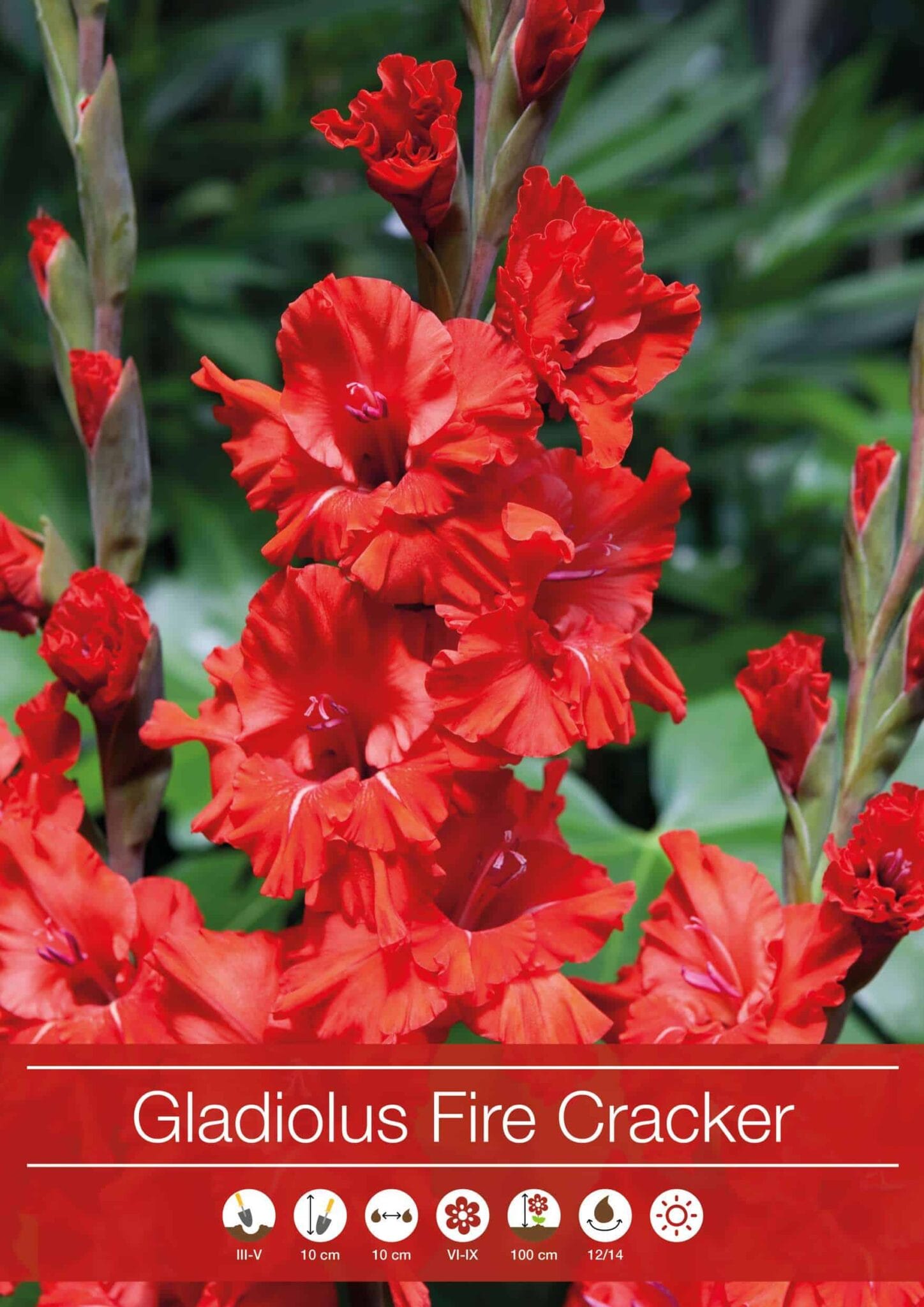 Gladiolus Fire Cracker