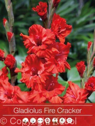 Gladiolus Fire Cracker