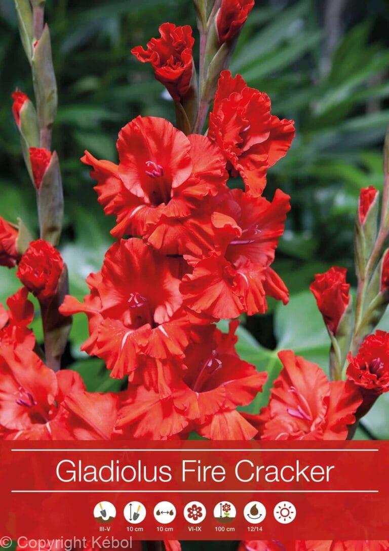 Gladiolus Fire Cracker