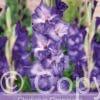 Gladiolus Grapevine