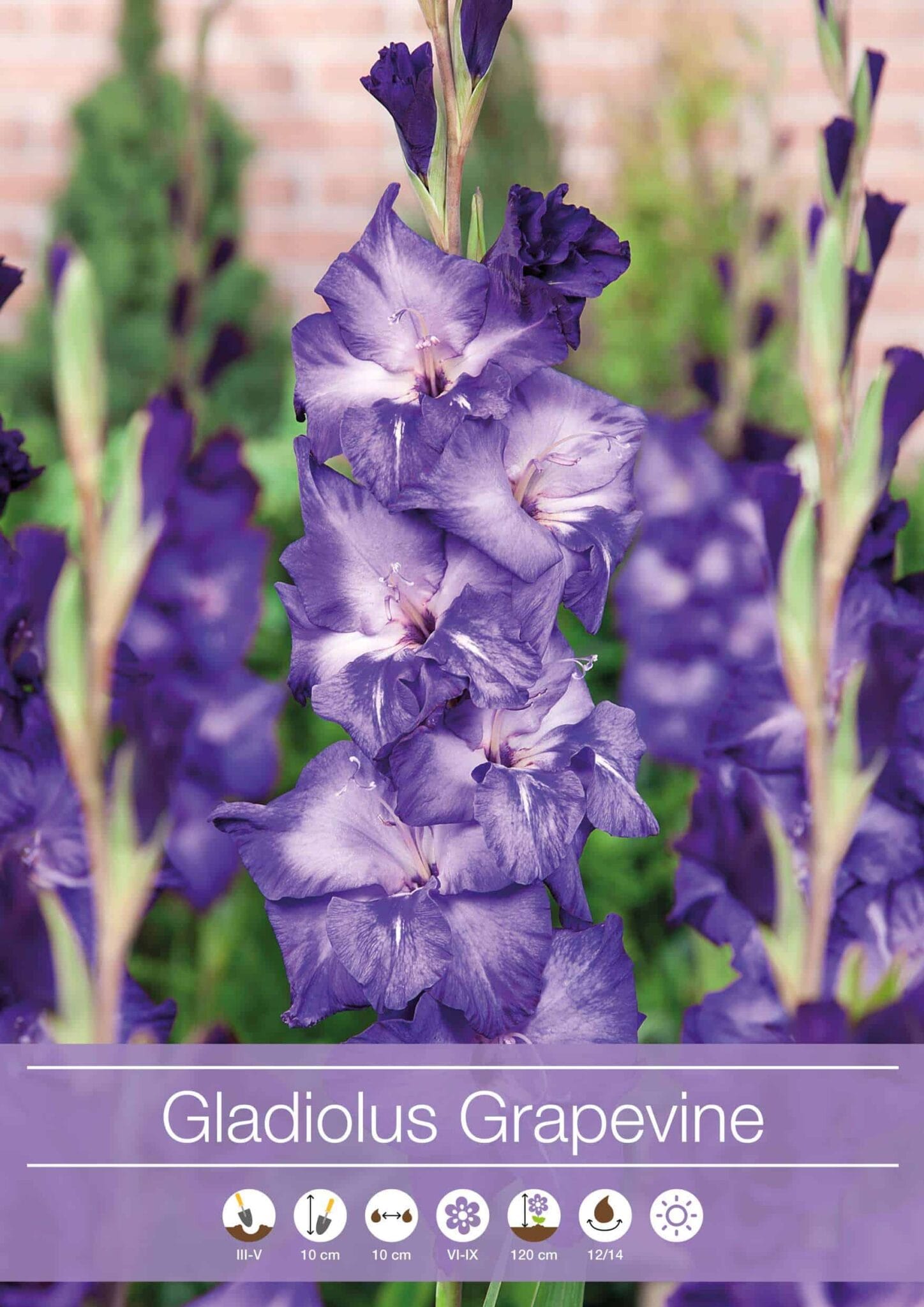 Gladiolus Grapevine