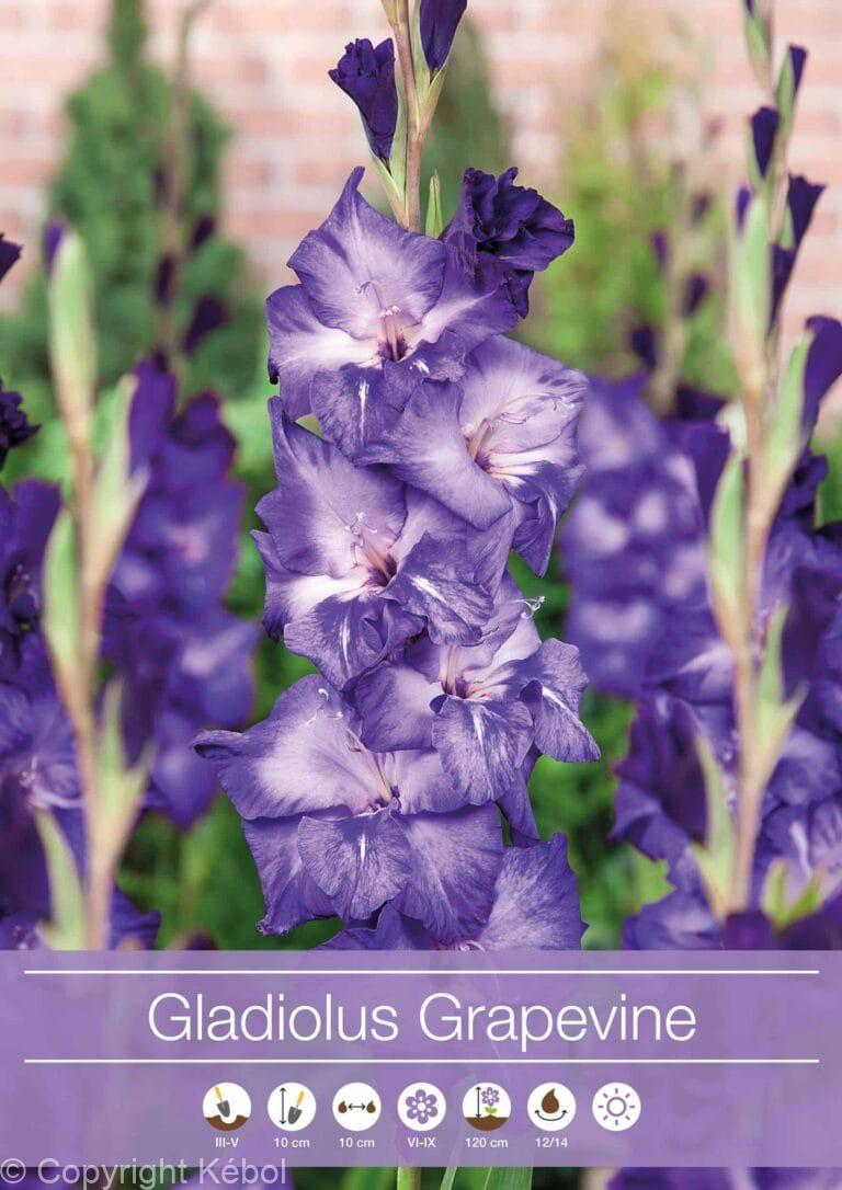 Gladiolus Grapevine