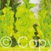 Gladiolus Green Star