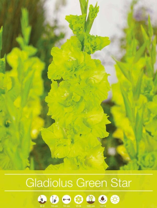 Gladiolus Green Star