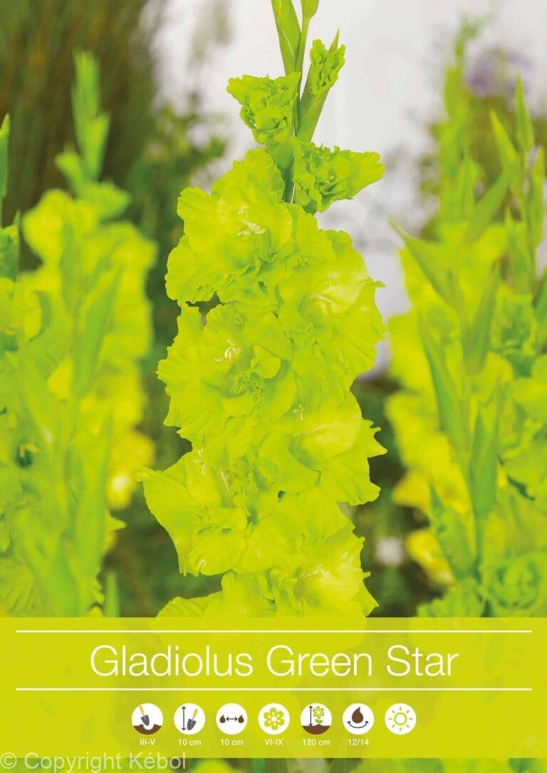Gladiolus Green Star
