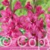 Gladiolus Kingston Ruffle