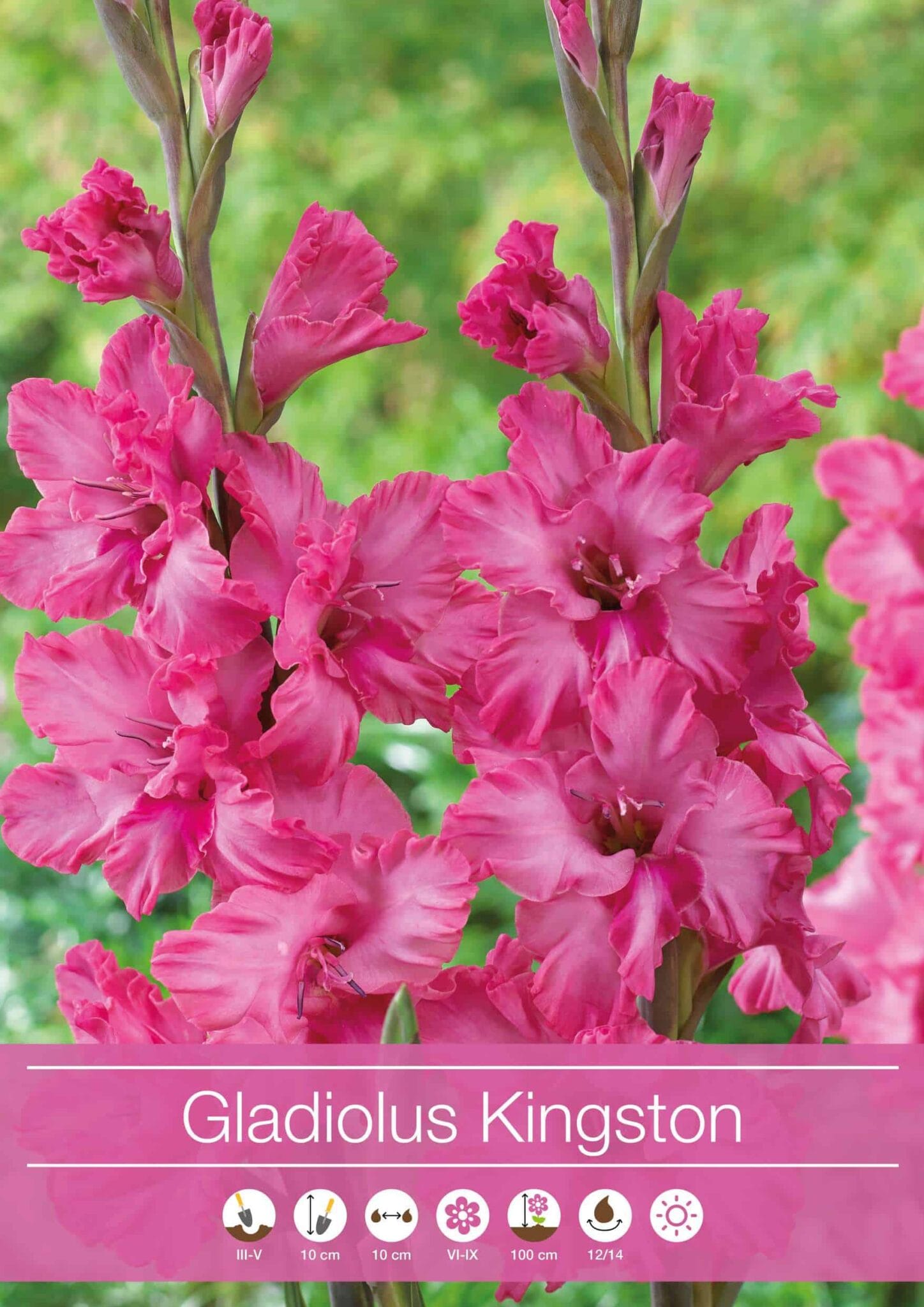 Gladiolus Kingston Ruffle