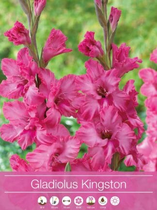 Gladiolus Kingston Ruffle