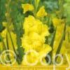 Gladiolus Limoncello