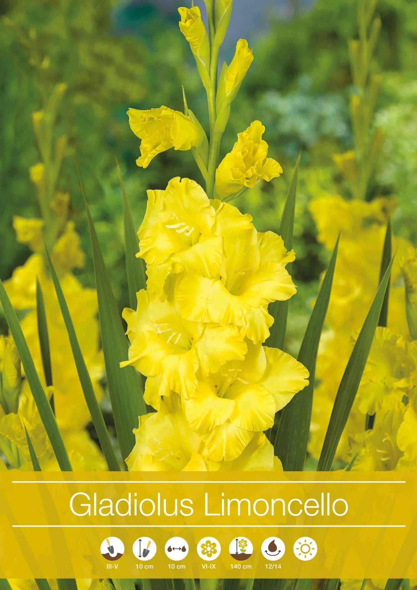 Gladiolus Limoncello