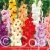 Gladiolus Mixed