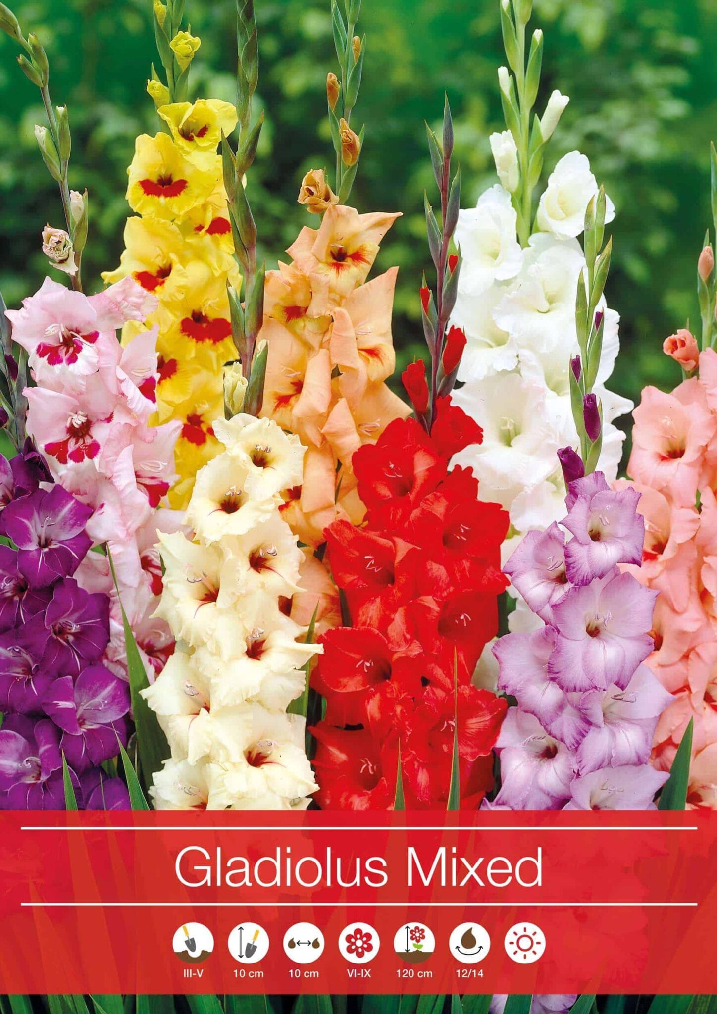 Gladiolus Mixed
