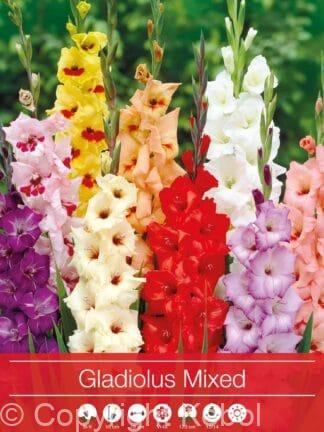 Gladiolus Mixed