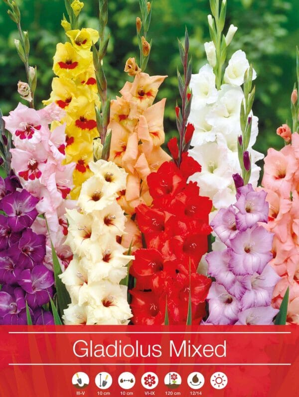 Gladiolus Mixed