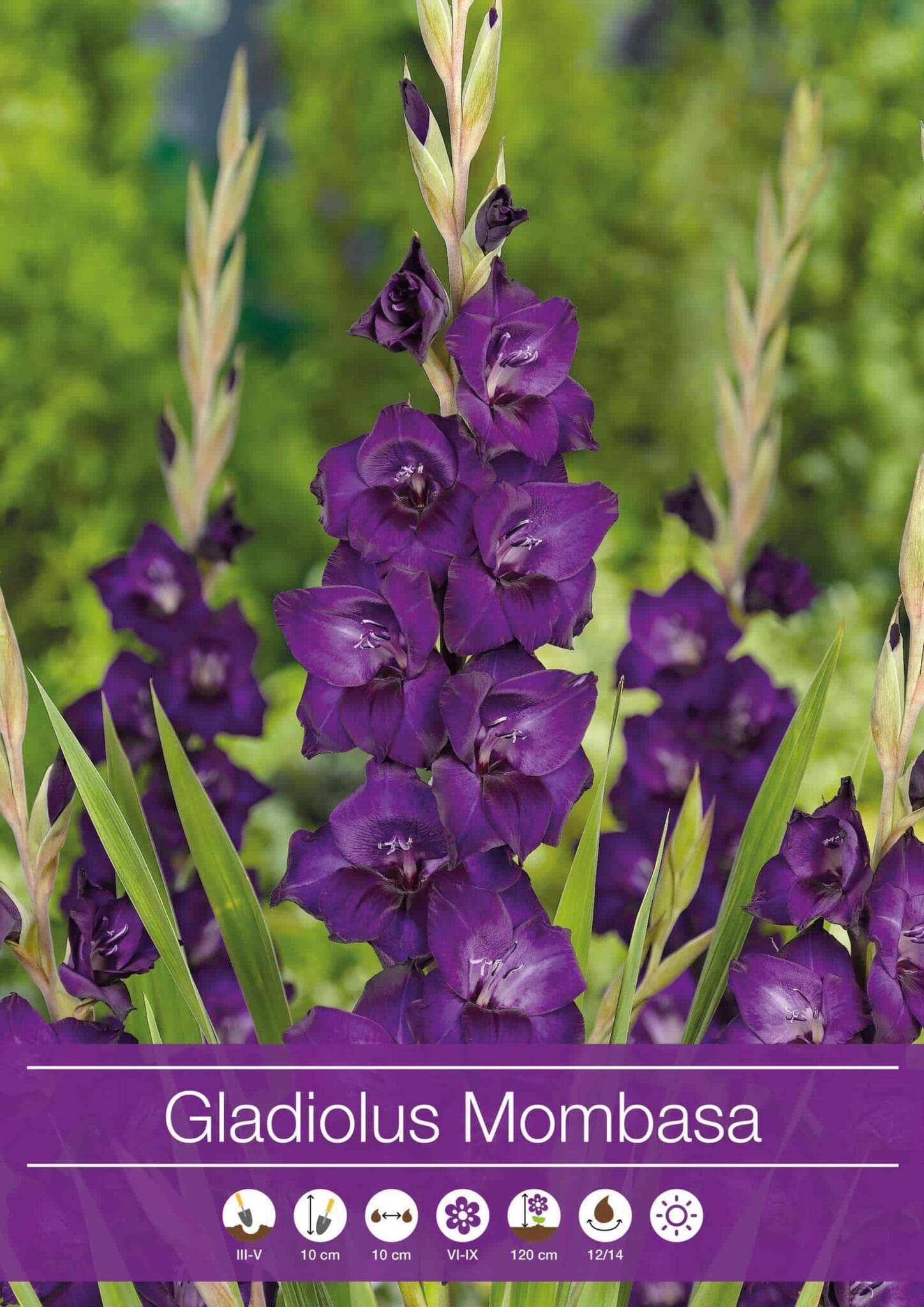 Gladiolus Mombasa