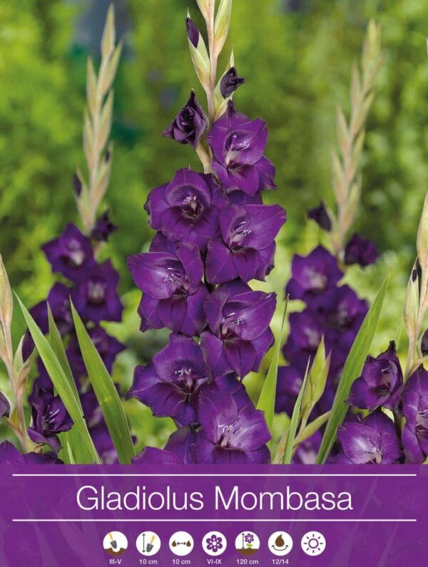 Gladiolus Mombasa