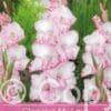 Gladiolus My Love
