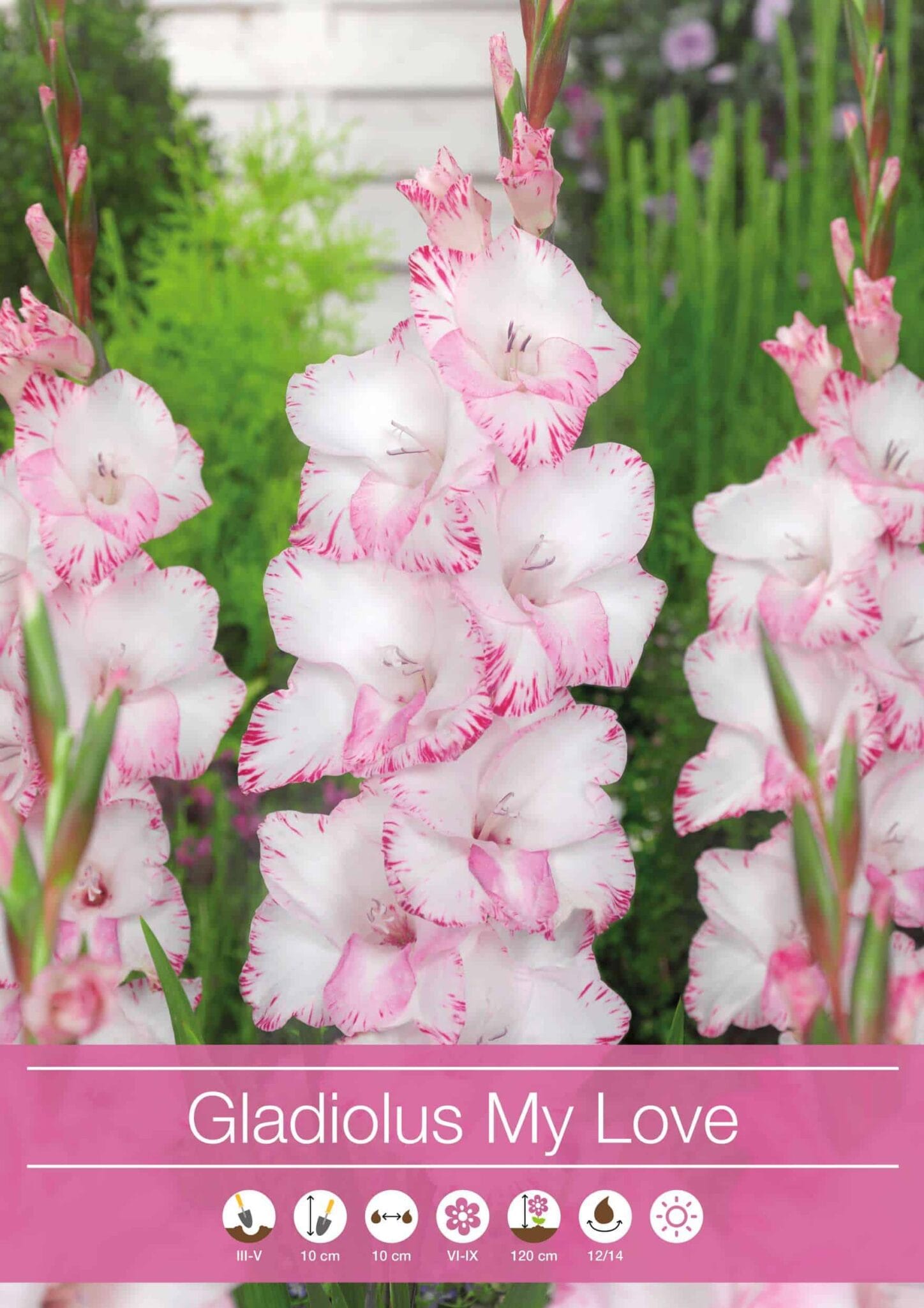 Gladiolus My Love