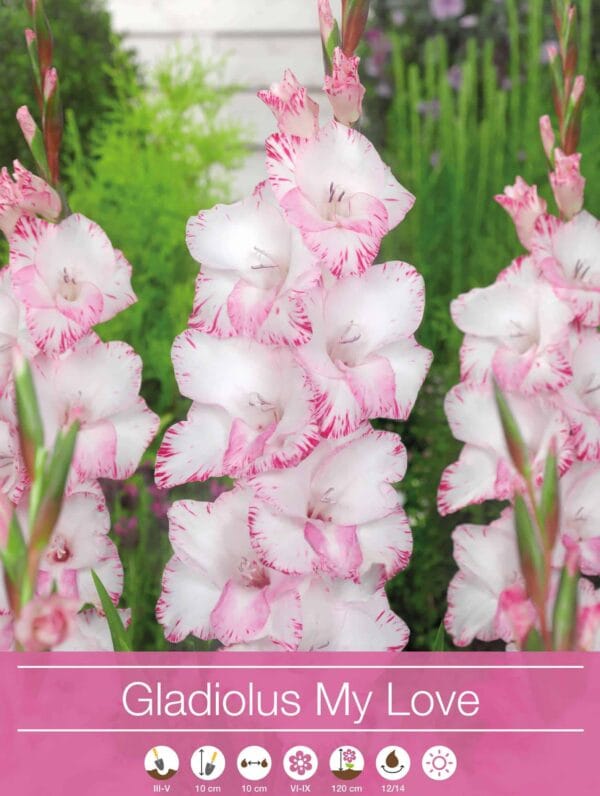Gladiolus My Love