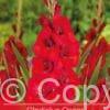Gladiolus Oscar
