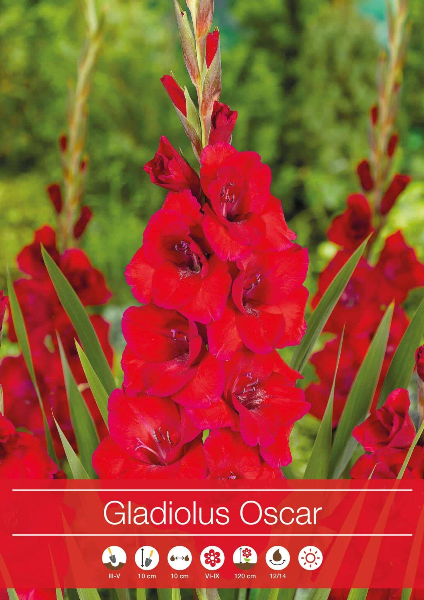Gladiolus Oscar