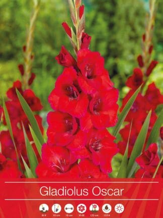 Gladiolus Oscar