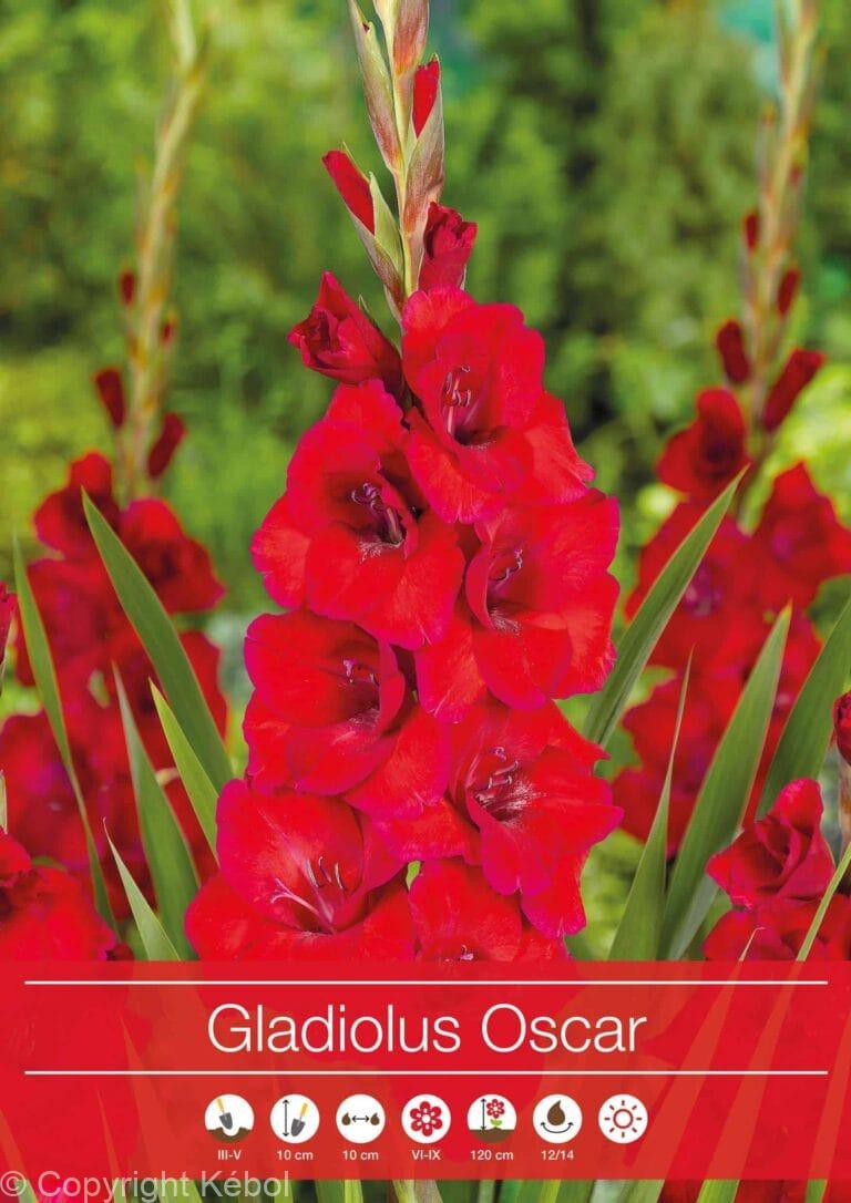 Gladiolus Oscar