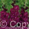 Gladiolus Plum Tart