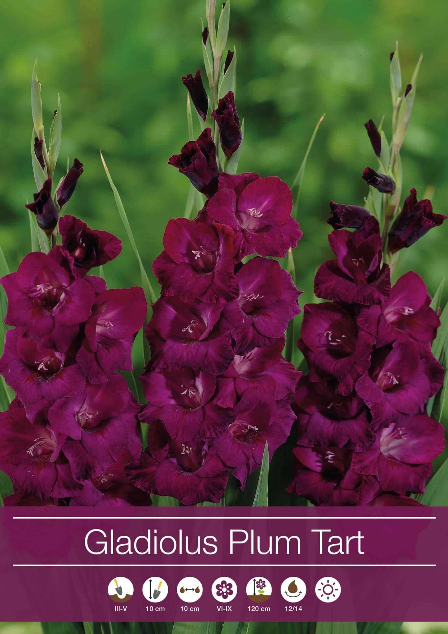 Gladiolus Plum Tart