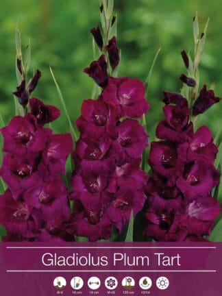 Gladiolus Plum Tart