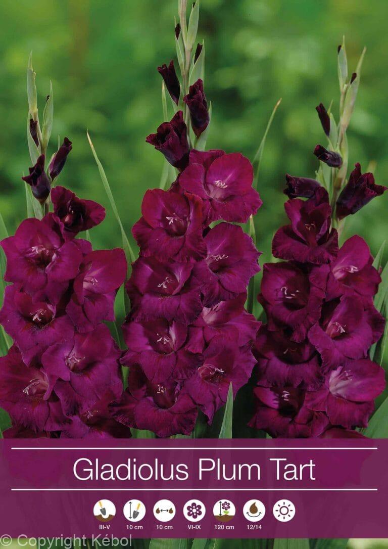 Gladiolus Plum Tart