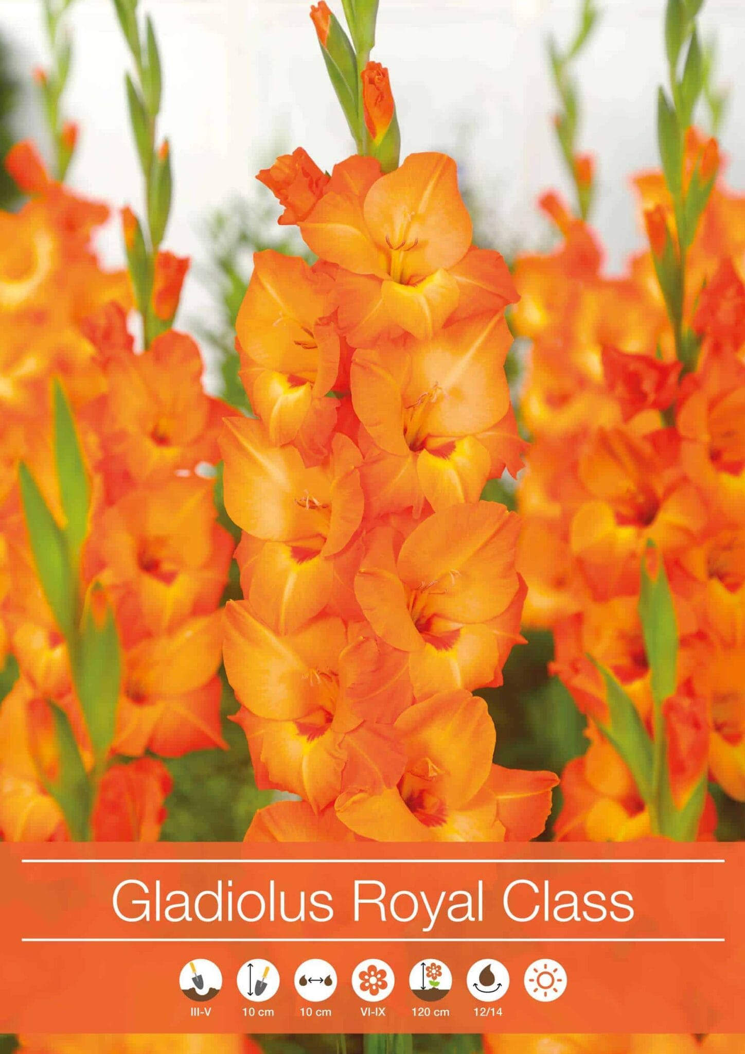 Gladiolus Royal Class
