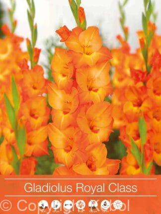 Gladiolus Royal Class
