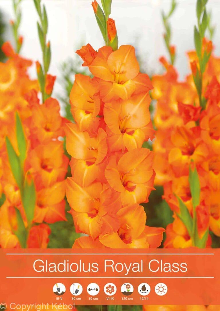 Gladiolus Royal Class