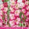 Gladiolus Shanna