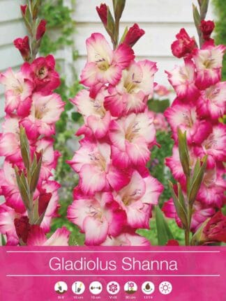Gladiolus Shanna