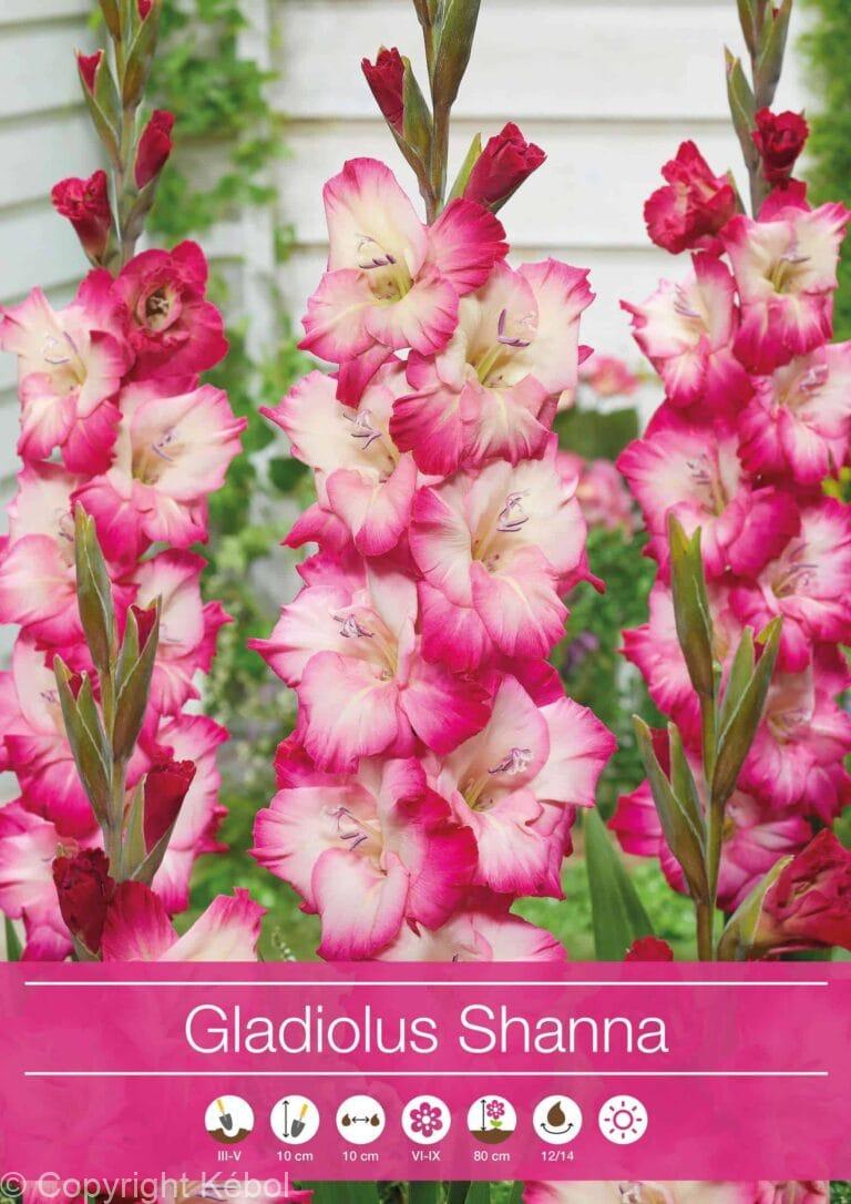 Gladiolus Shanna