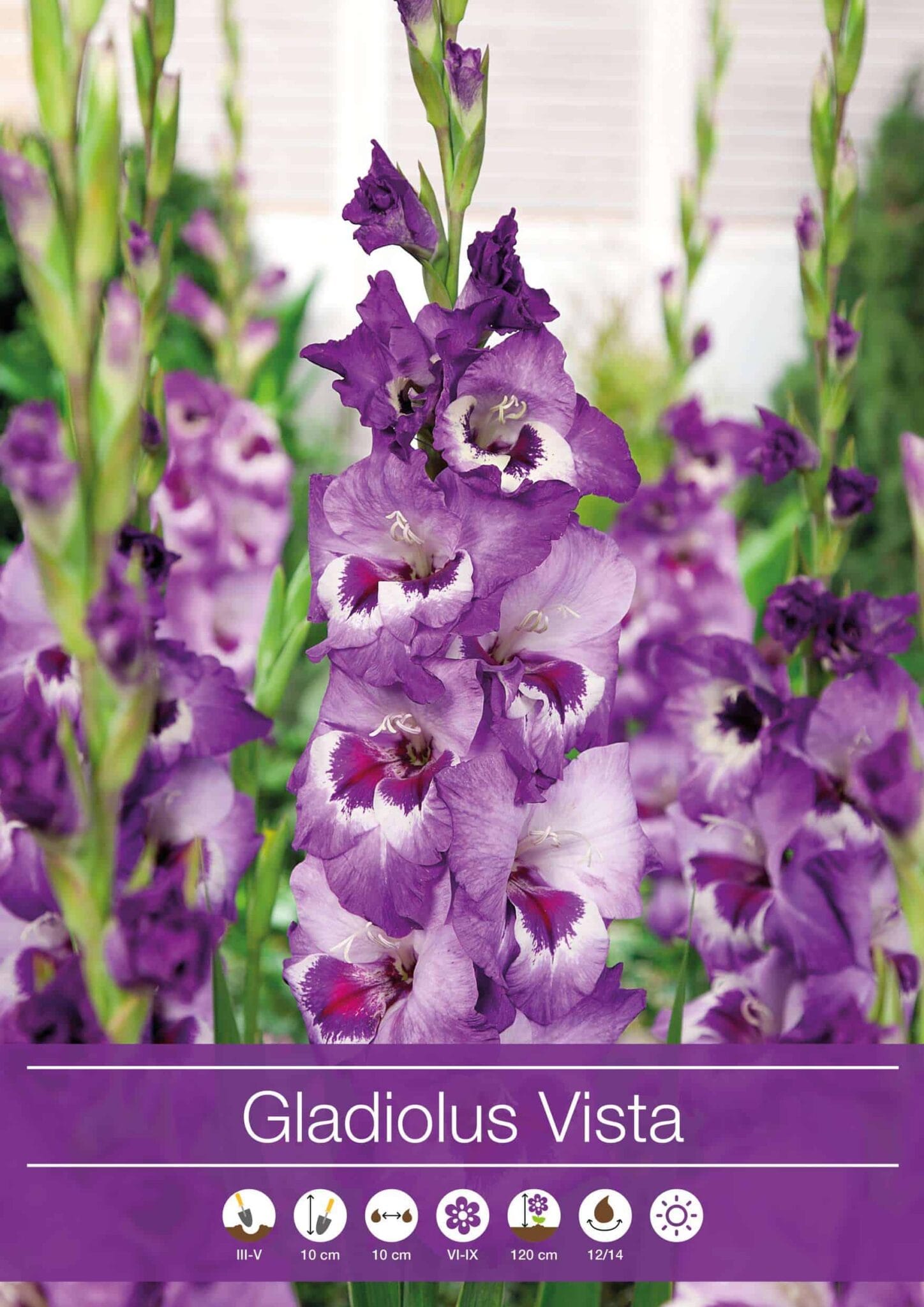 Gladiolus Vista