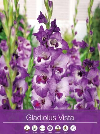 Gladiolus Vista