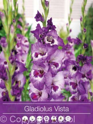 Gladiolus Vista