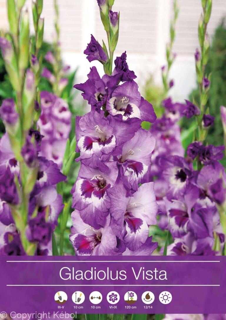 Gladiolus Vista