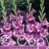 Gladiolus Vuvuzela