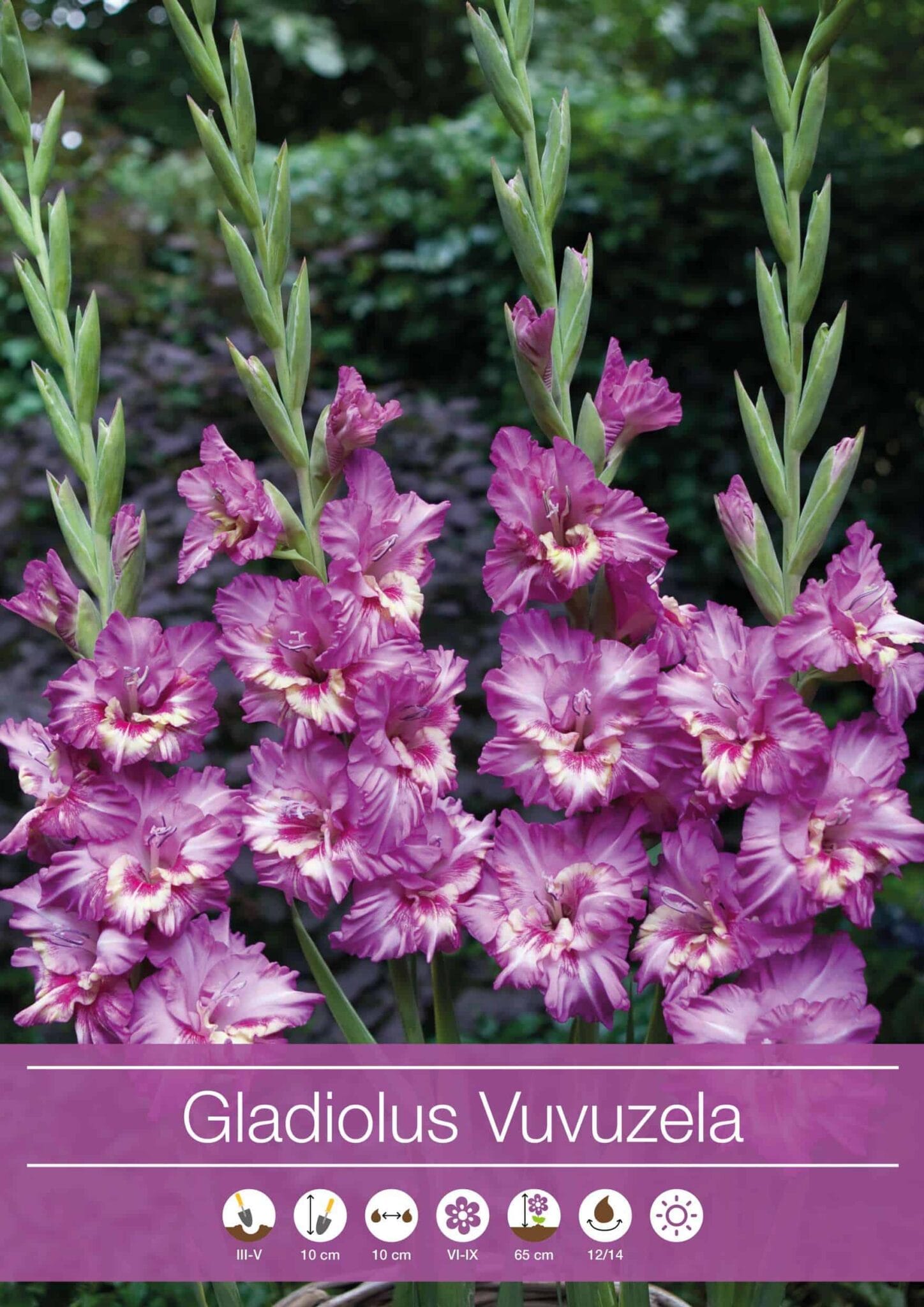 Gladiolus Vuvuzela