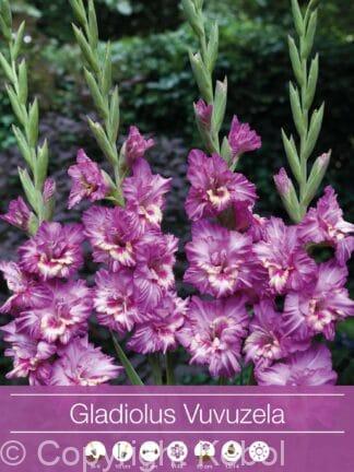 Gladiolus Vuvuzela