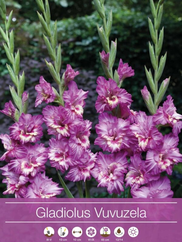 Gladiolus Vuvuzela