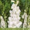 Gladiolus White Prosperity