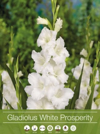 Gladiolus White Prosperity