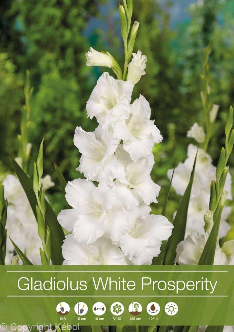 Gladiolus White Prosperity