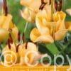 Lilium Apricot Fudge